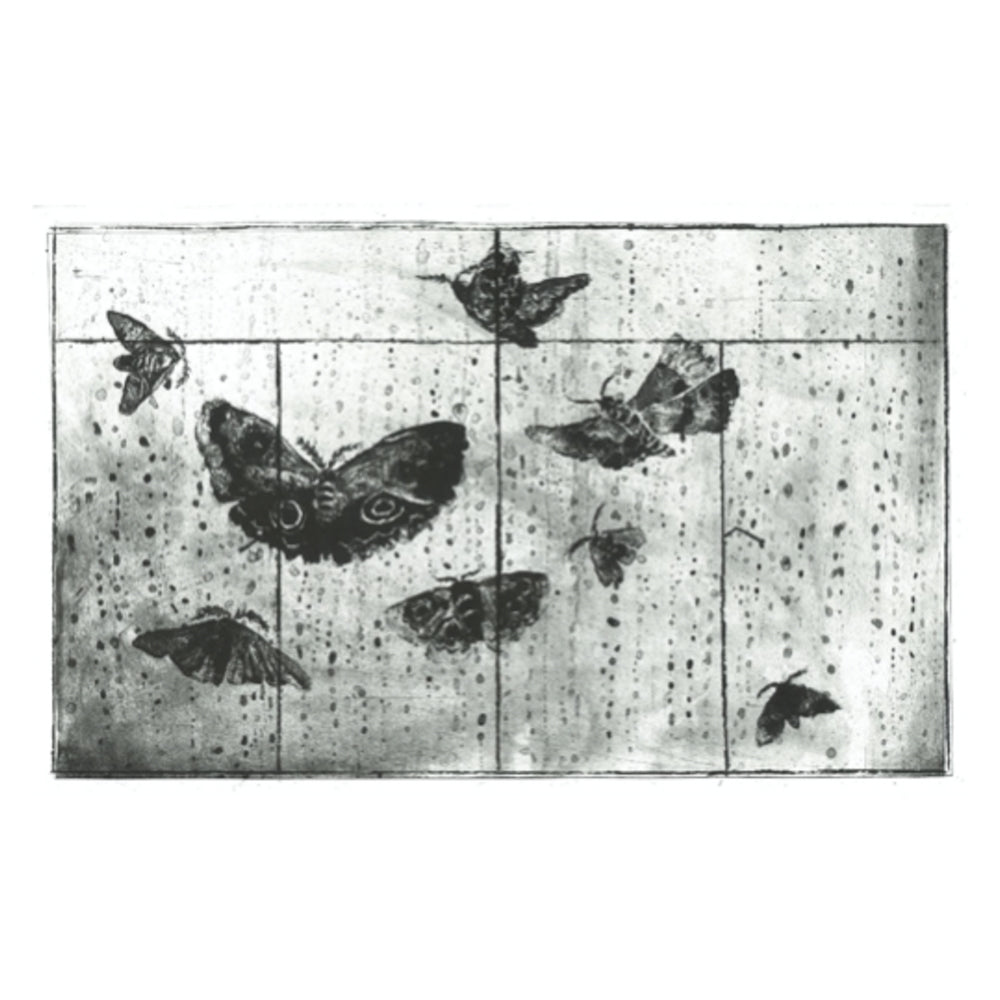 Night Moth’s Eye Test