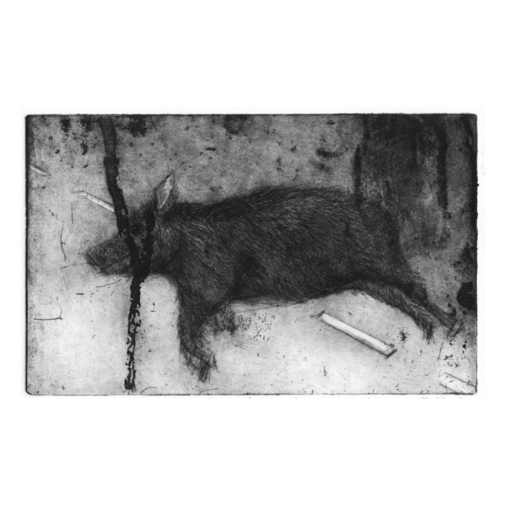 A Bolting Boar